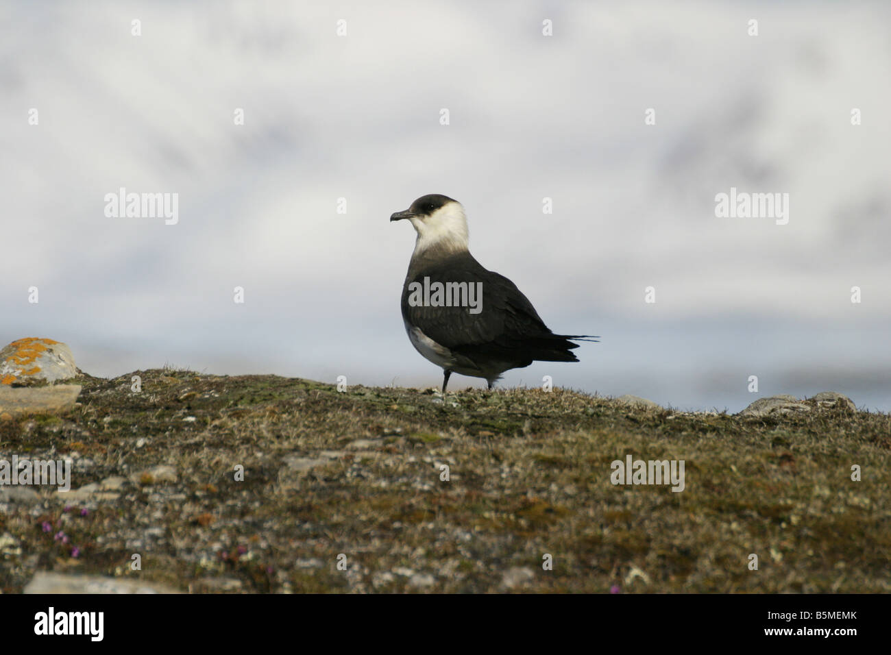 Arctic Skua, Stercorarius parasiticus, pale phase Stock Photo