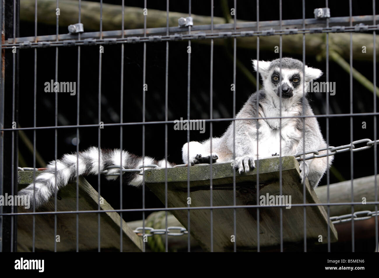 Ringtailed lemur in Asahiyama Zoo Hokkaido Japan Stock Photo