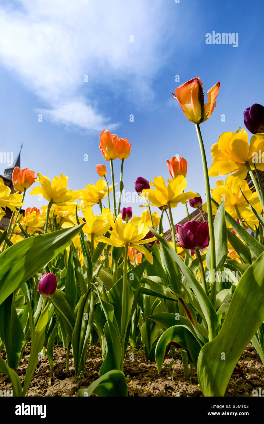 A flower bed with yellow orange and purple tulips and daffodils against ...