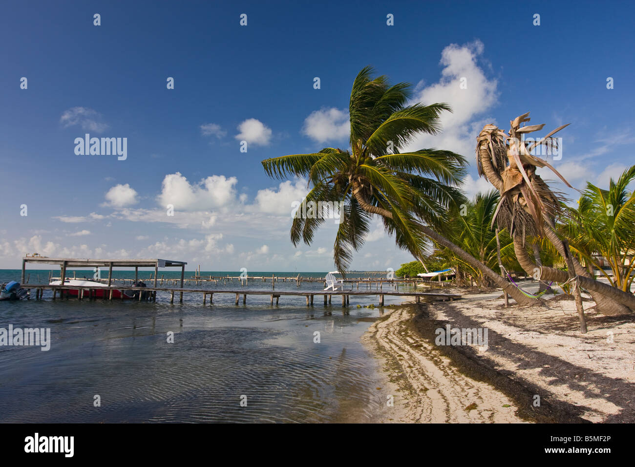 CAYE CAULKER BELIZE - Wooden dock and palm trees on beach Stock Photo