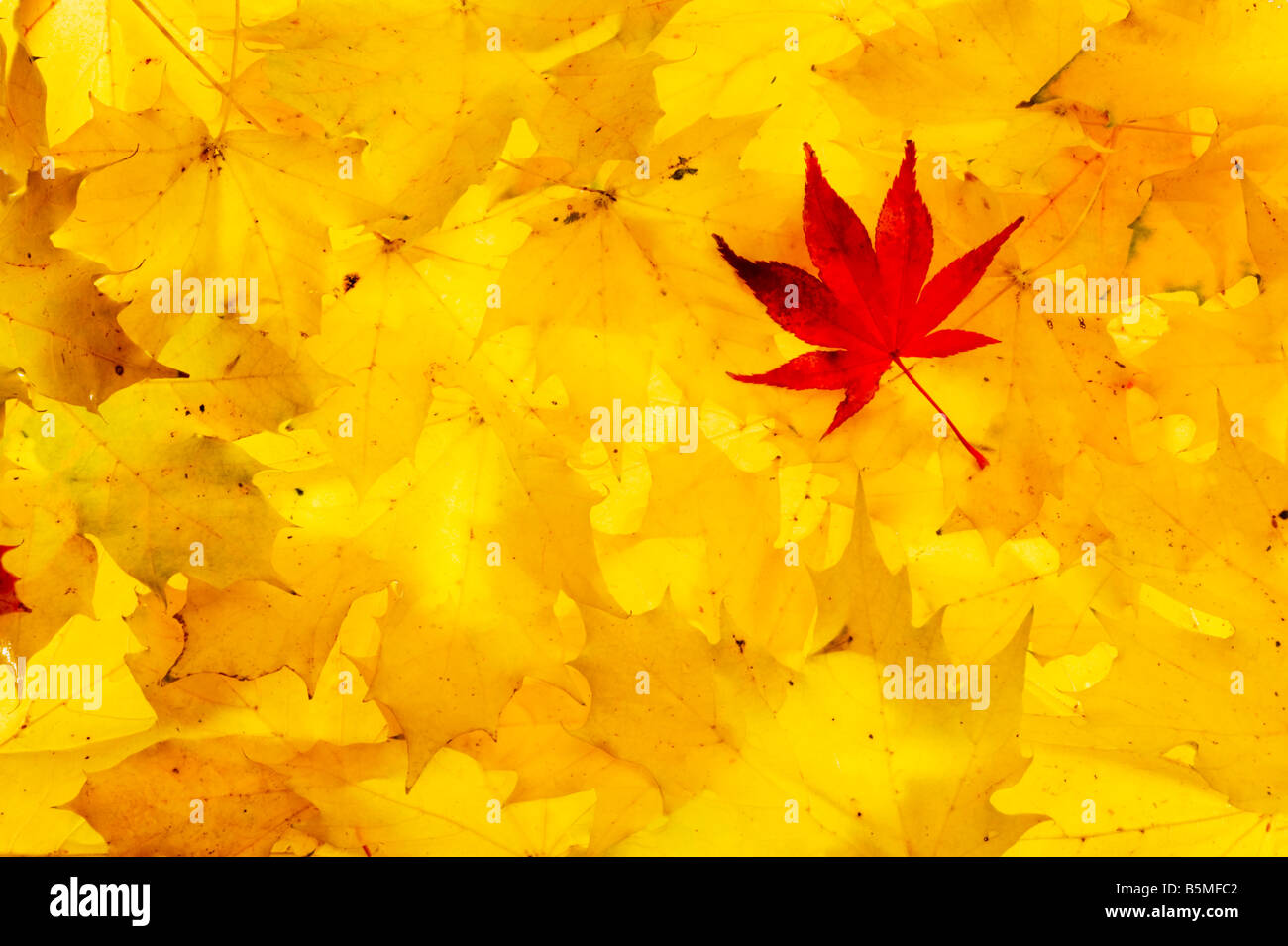 Autumn leaf colour Stock Photo