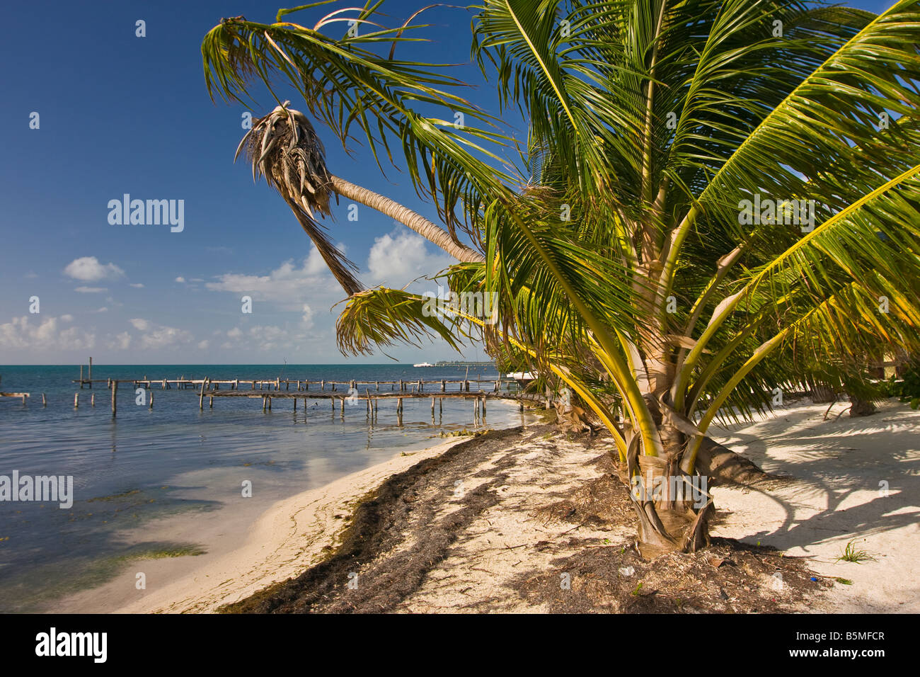 CAYE CAULKER BELIZE Palm tree on beach and old wooden docks Stock Photo