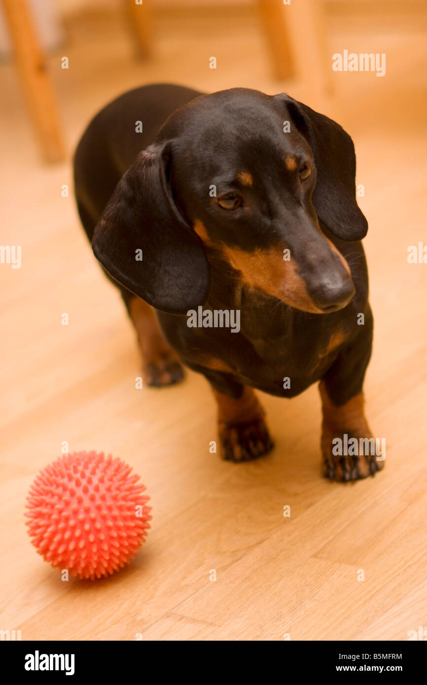 Badger-dog, dachshund closeup shot in with orange color background and red ball Stock Photo