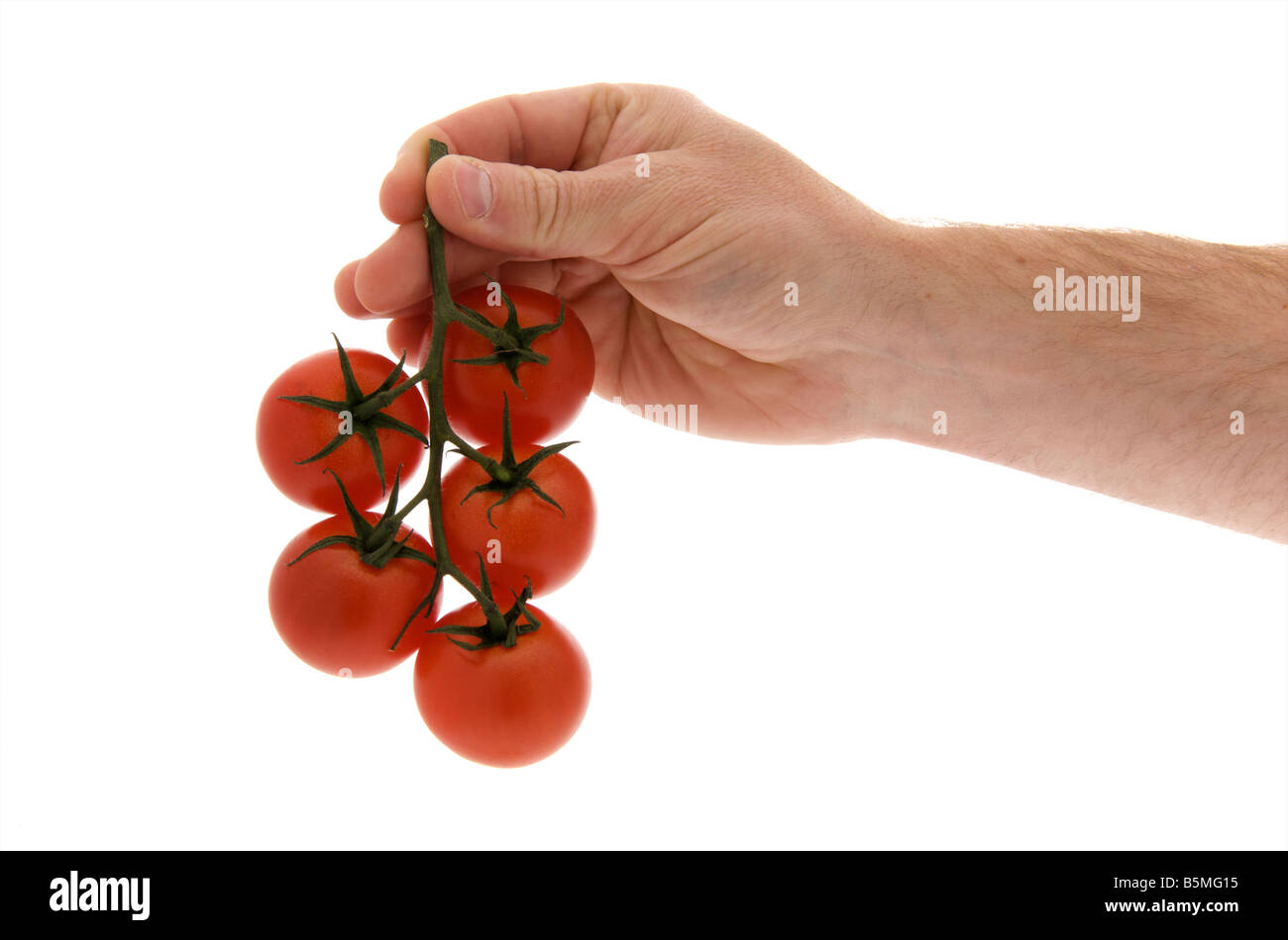 mans male right outstretched hand holding vine grown tomatoes against a white background Stock Photo
