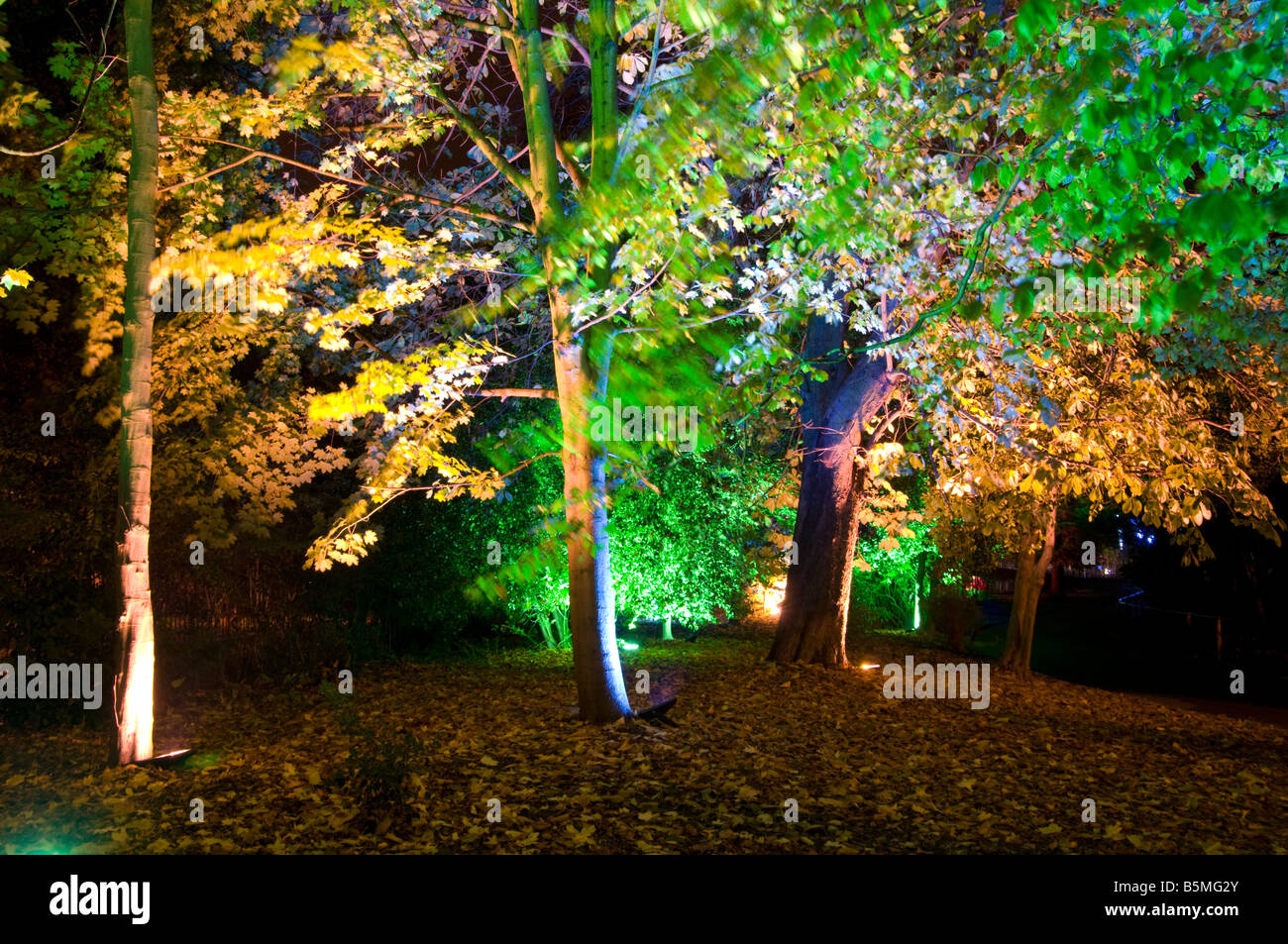 Trees lit up at night Queens Park Chesterfield Derbyshire England Stock