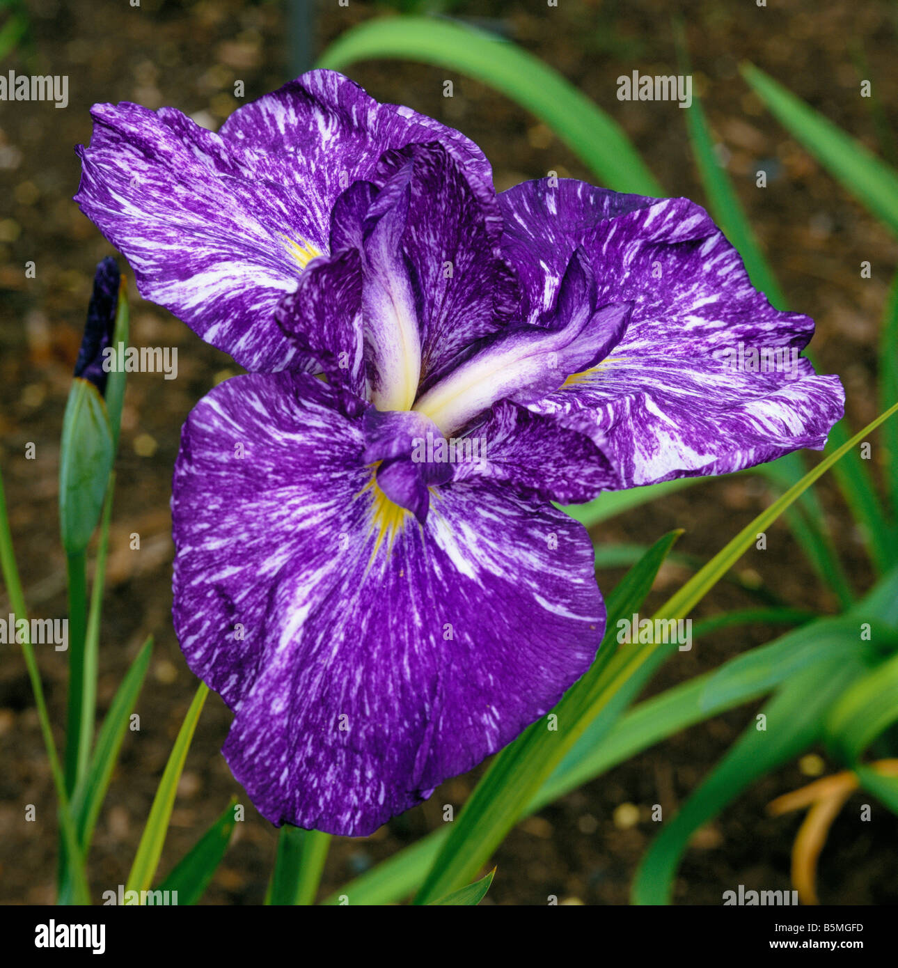 Japanese Iris ensata Tsuyunishki Stock Photo