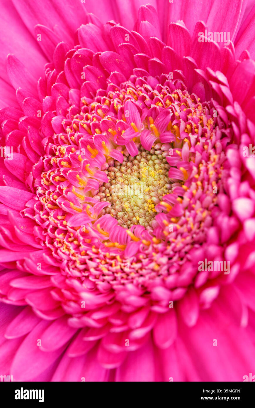 Close up shot of a bright pink gerbera showing the capitulum and pollen Stock Photo