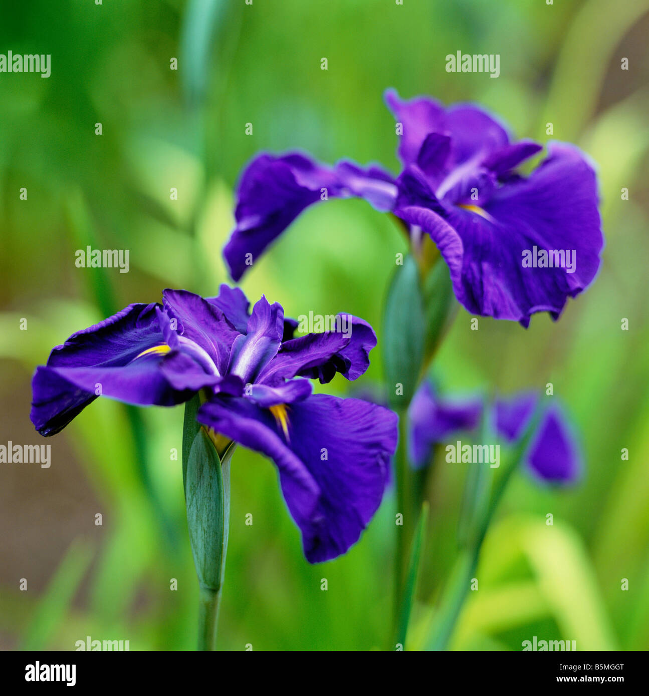 Japanese Iris ensata Yatsugatake Stock Photo