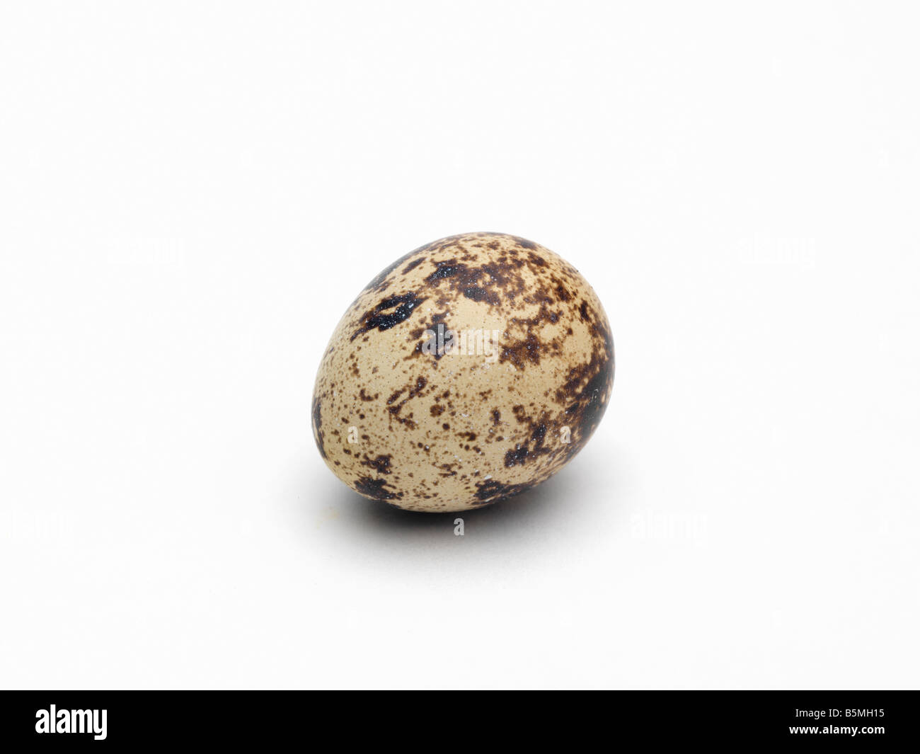 Quail's Egg Stock Photo