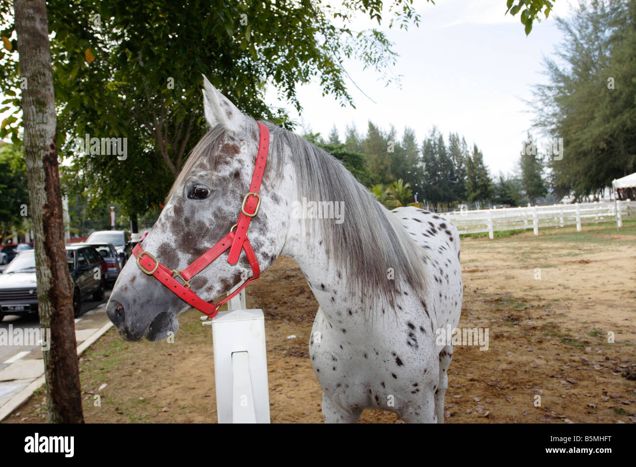 Cross breed horse - Arab x Appaloosa x Thoroughbred Stock Photo