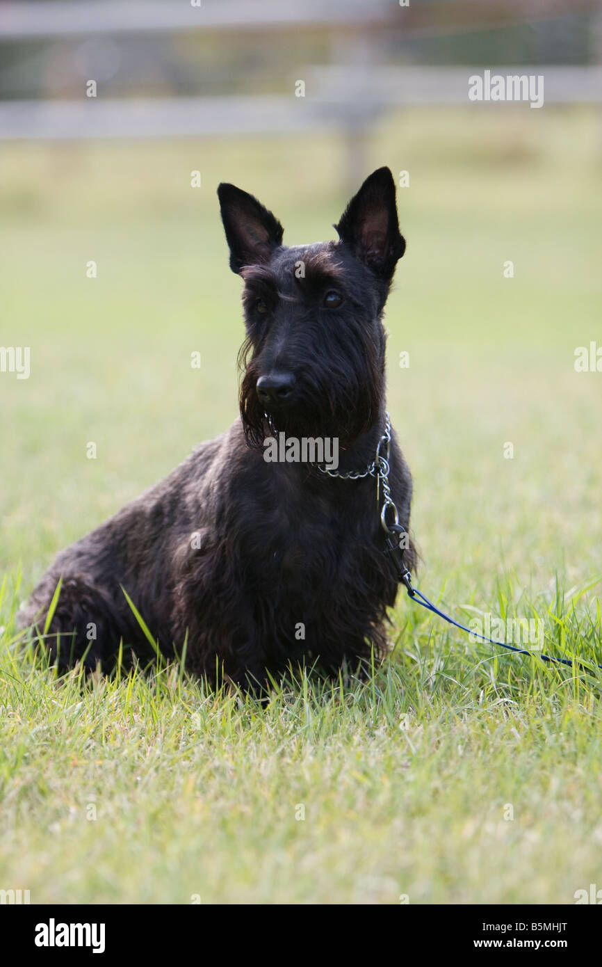 Scottish terrier portrait in the grass with leash and collar on. Stock Photo