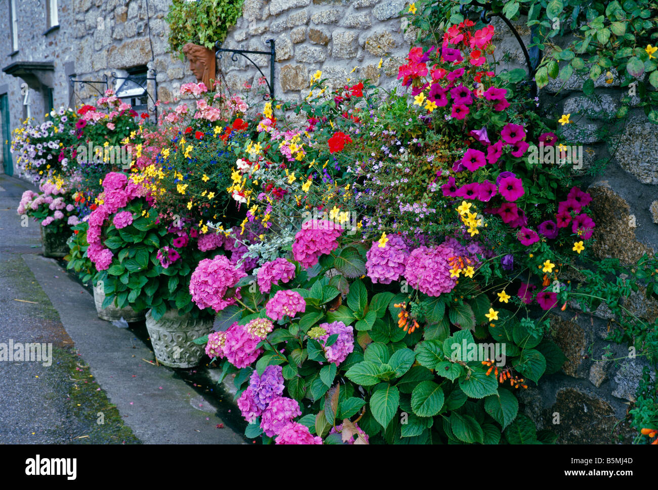 Country Cottage with colourful flowering containers Stock Photo
