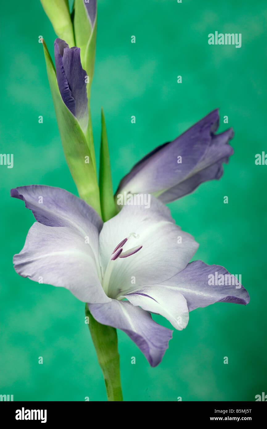 Purple Gladiolus Grandiflorus Flower Stock Photo - Alamy