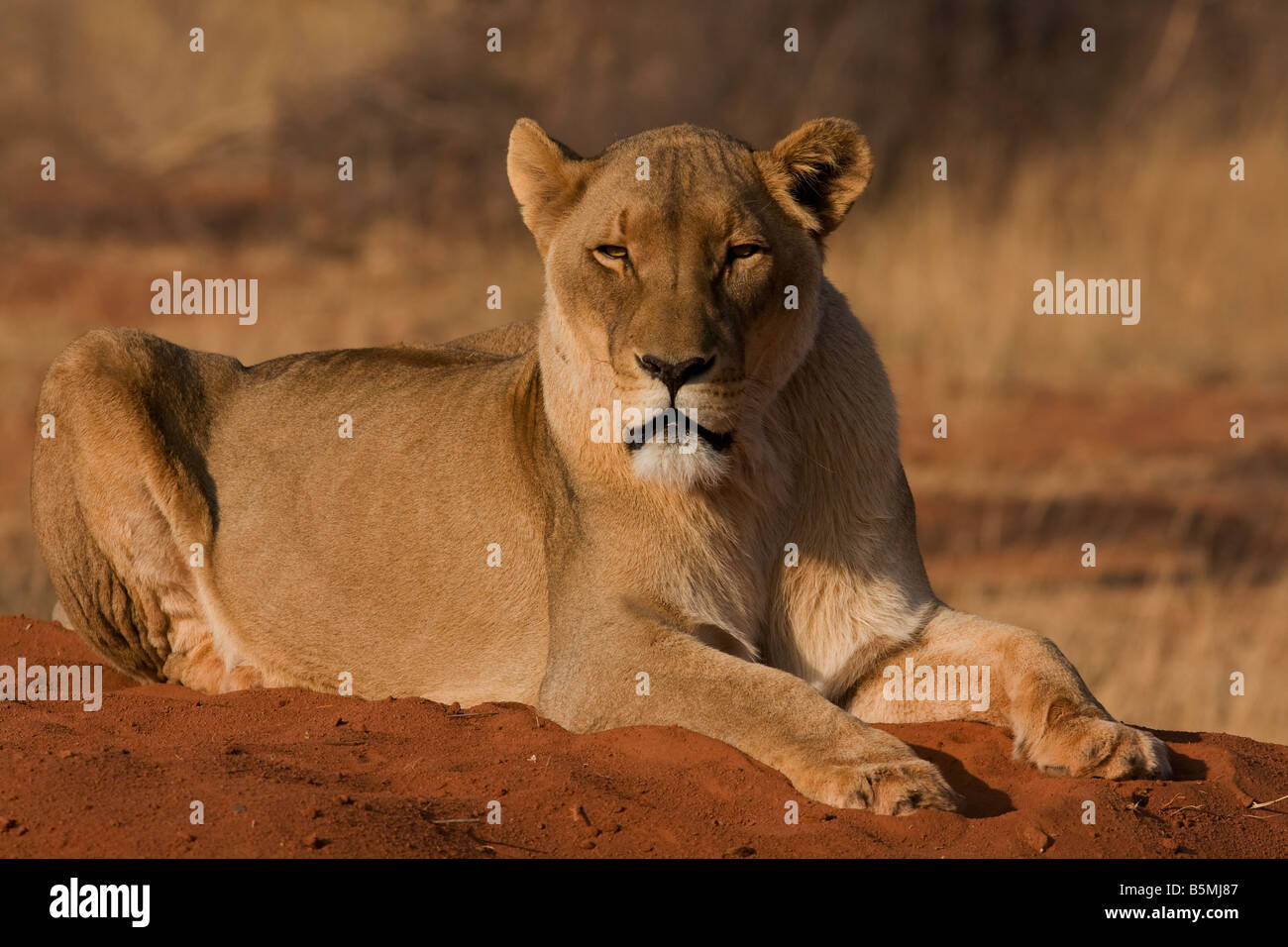 Lioness resting,Etosha National Park,Namibia Stock Photo