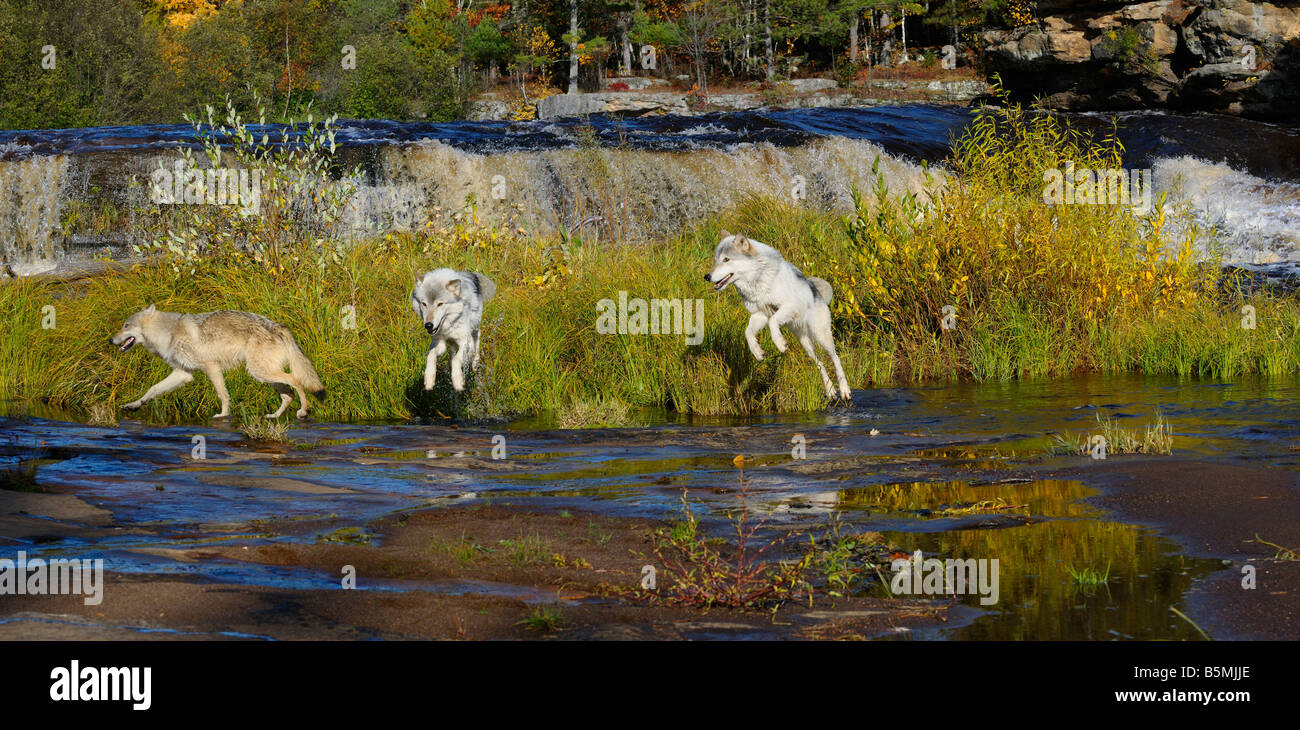 Panorama of Gray Wolves jumping on the shores of the Kettle River under a waterfall in Banning State Park Minnesota Stock Photo