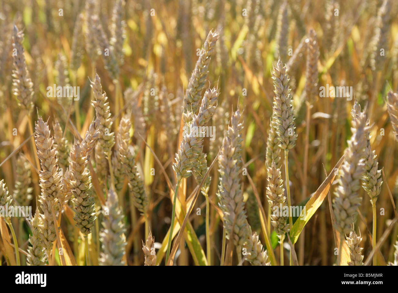Golden corn or wheat growing in a field on a farm. Stock Photo