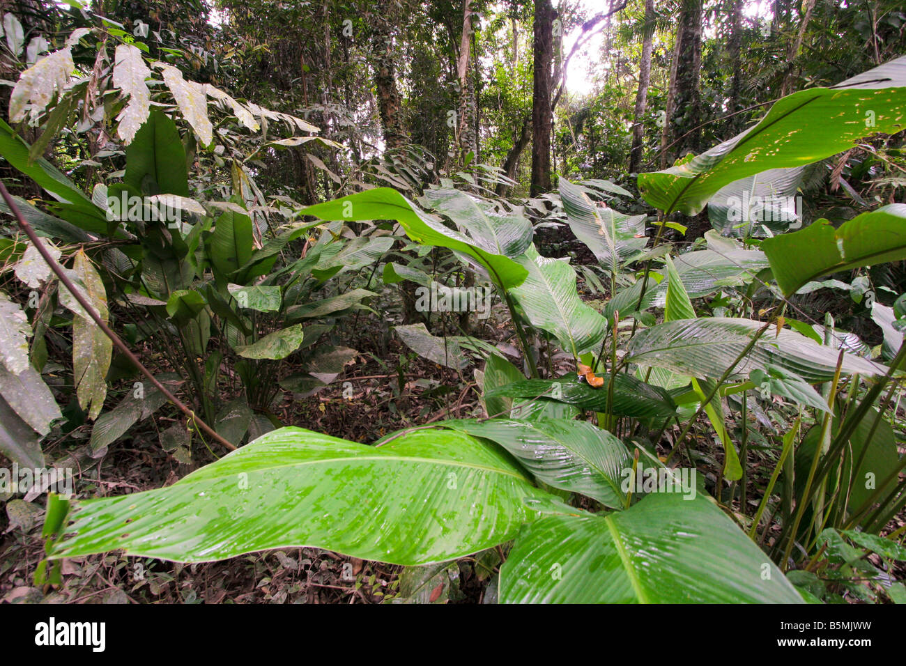 ginger plants in taman negara jungle, malaysia Stock Photo