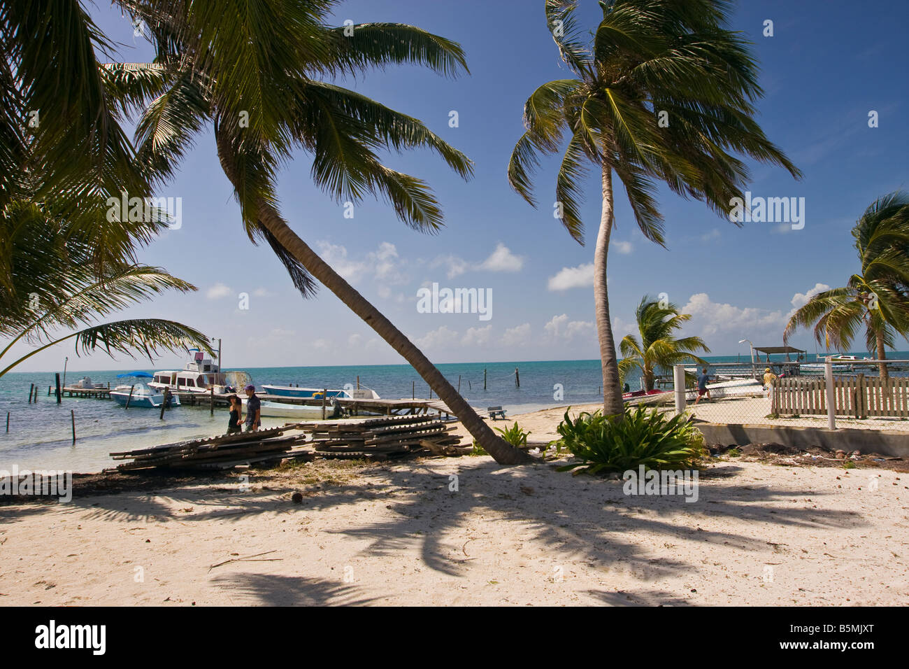 CAYE CAULKER, BELIZE - waterfront beach and palm trees. Stock Photo