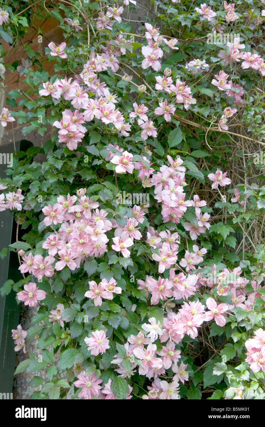 Clematis Old Mans Beard Travelers Joy Stock Photo - Alamy