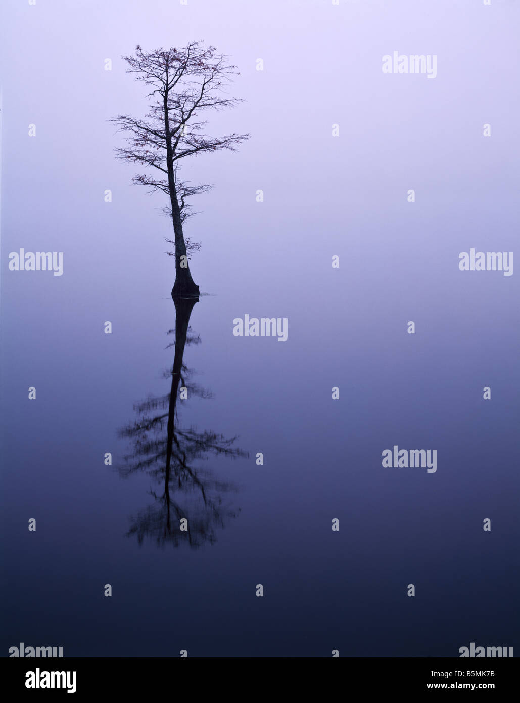 Bald cypress in fog at Reelfoot Lake