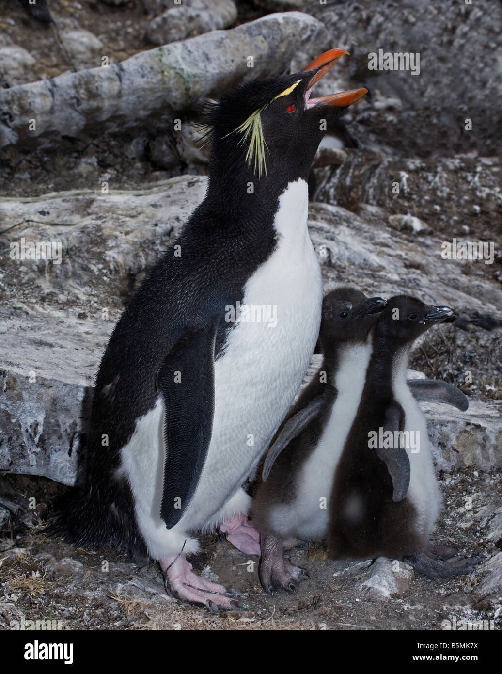 Rockhopper Penguin and young Stock Photo