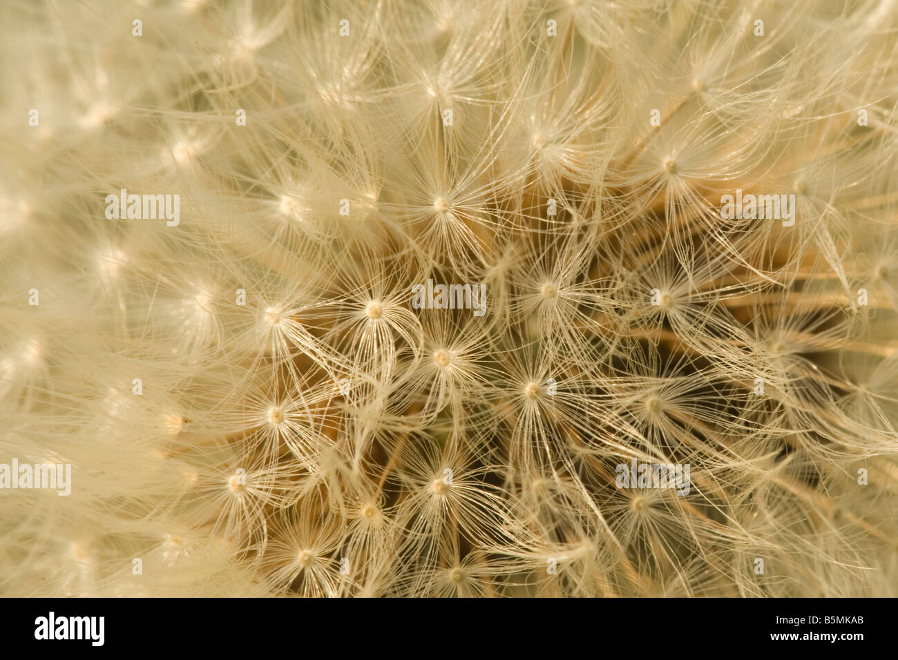 Close up of a common dandelion (Taraxacum officinale) seed head or clock, Cambridgeshire, England, UK Stock Photo
