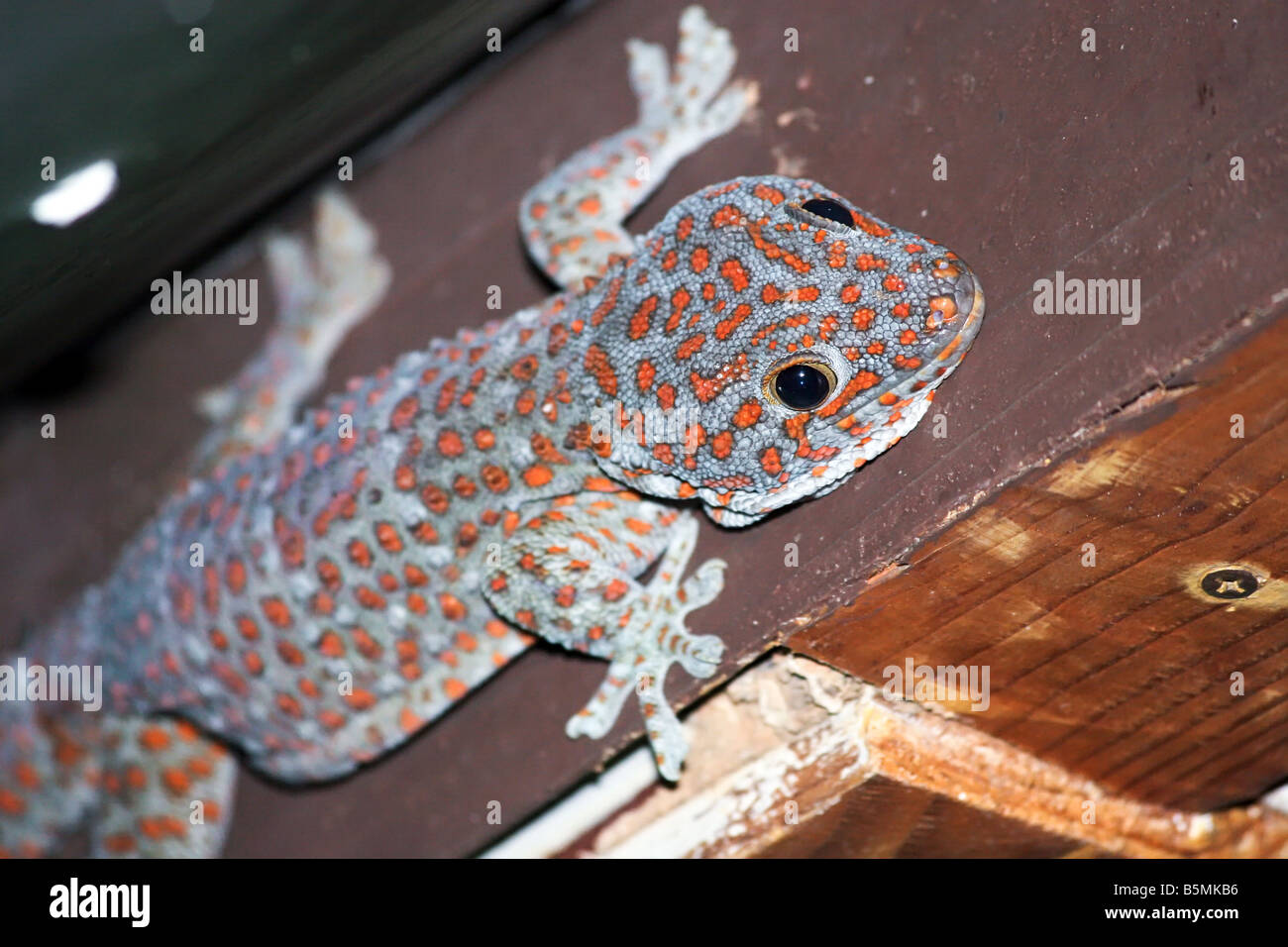 Tokay Gecko Lizard Found In Khao Yai National Park At Night Thailand 