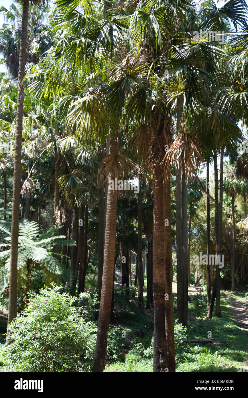 cabbage tree palms Stock Photo Alamy