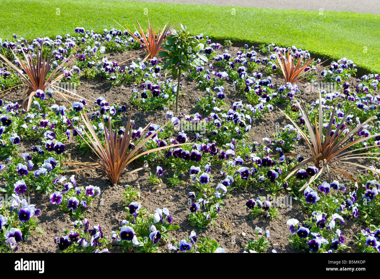 Pansy Display Phorminum tenax `Purpureum` Pansy display Stock Photo - Alamy