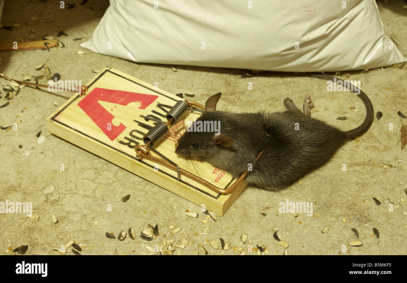 Victor rat trap hi-res stock photography and images - Alamy