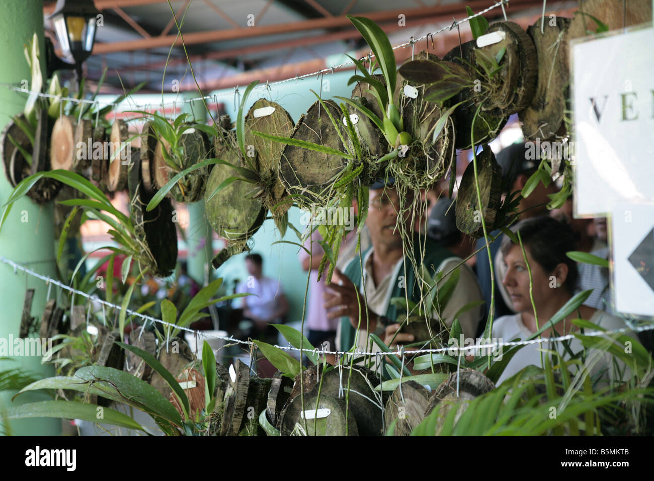 Orchid seedlings on exhibition at Panama City. Stock Photo