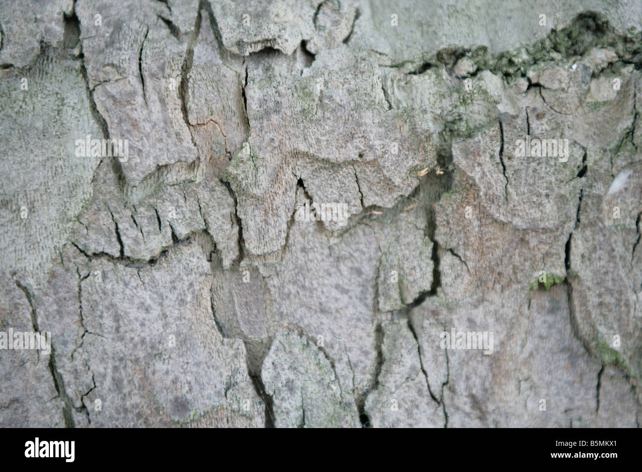 a close up of pale rough green, grey bark on a tree trunk Stock Photo