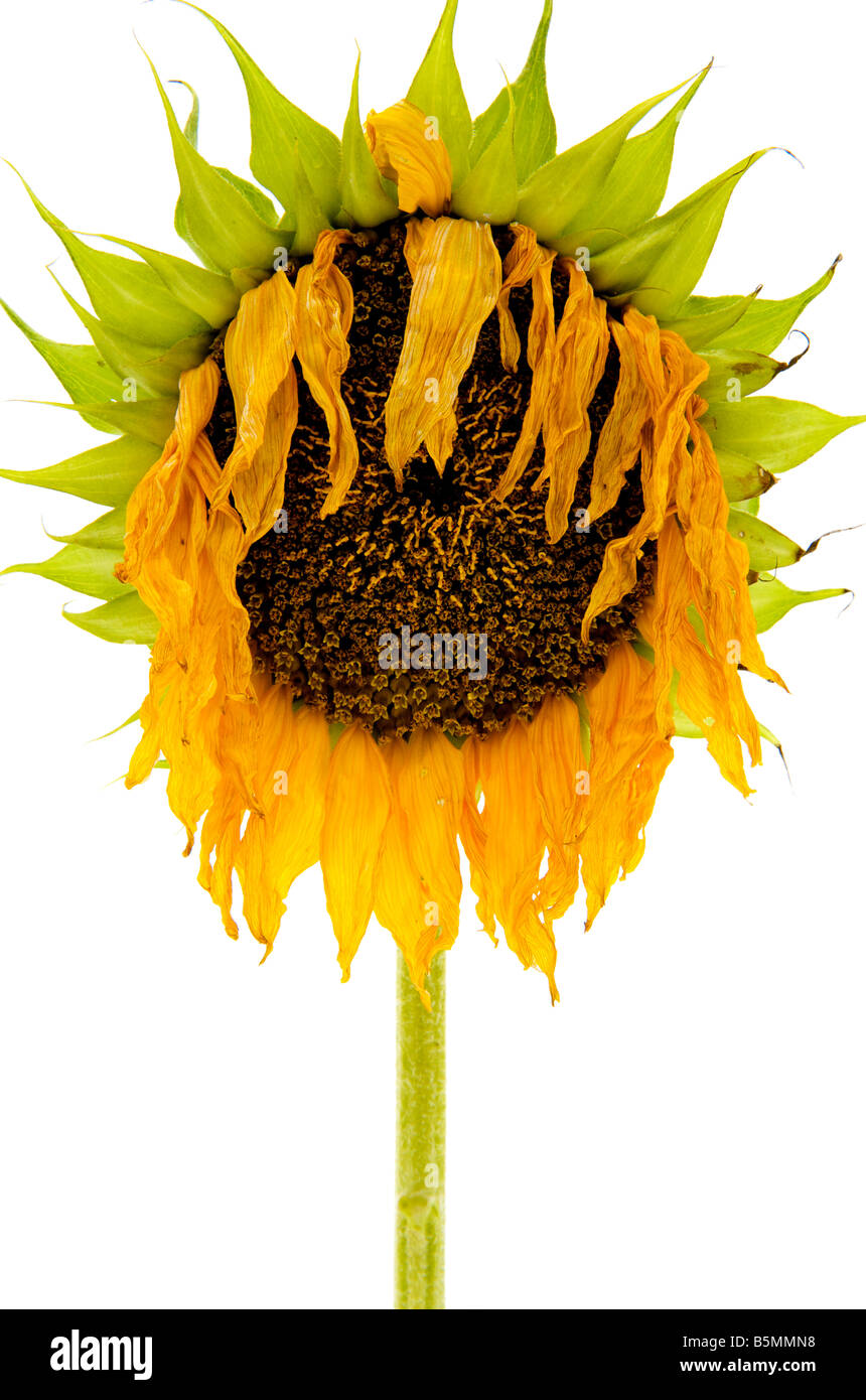 Dead sunflower cheap