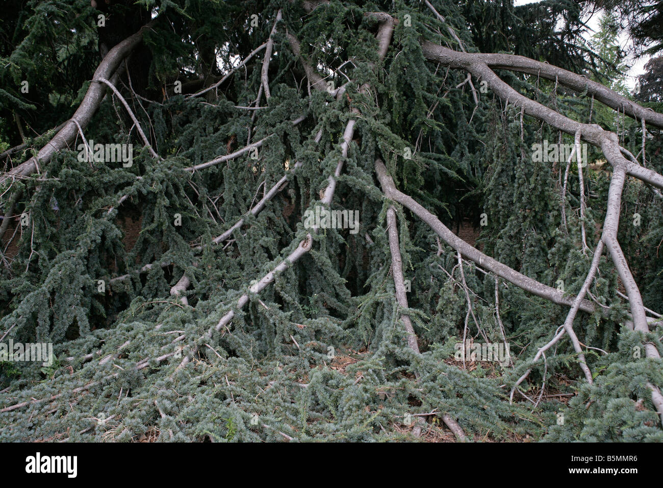 Plants and flowers stock photo alamy