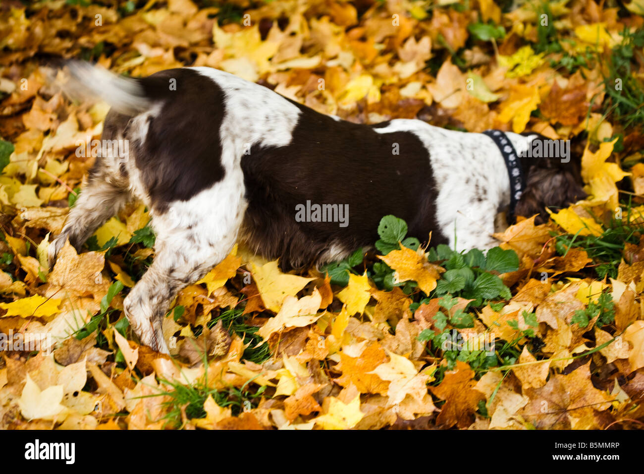 Hunting dog with head in ground.  Autumn leaves, golden colour.  Springer spaniel hunting in English countryside. Stock Photo