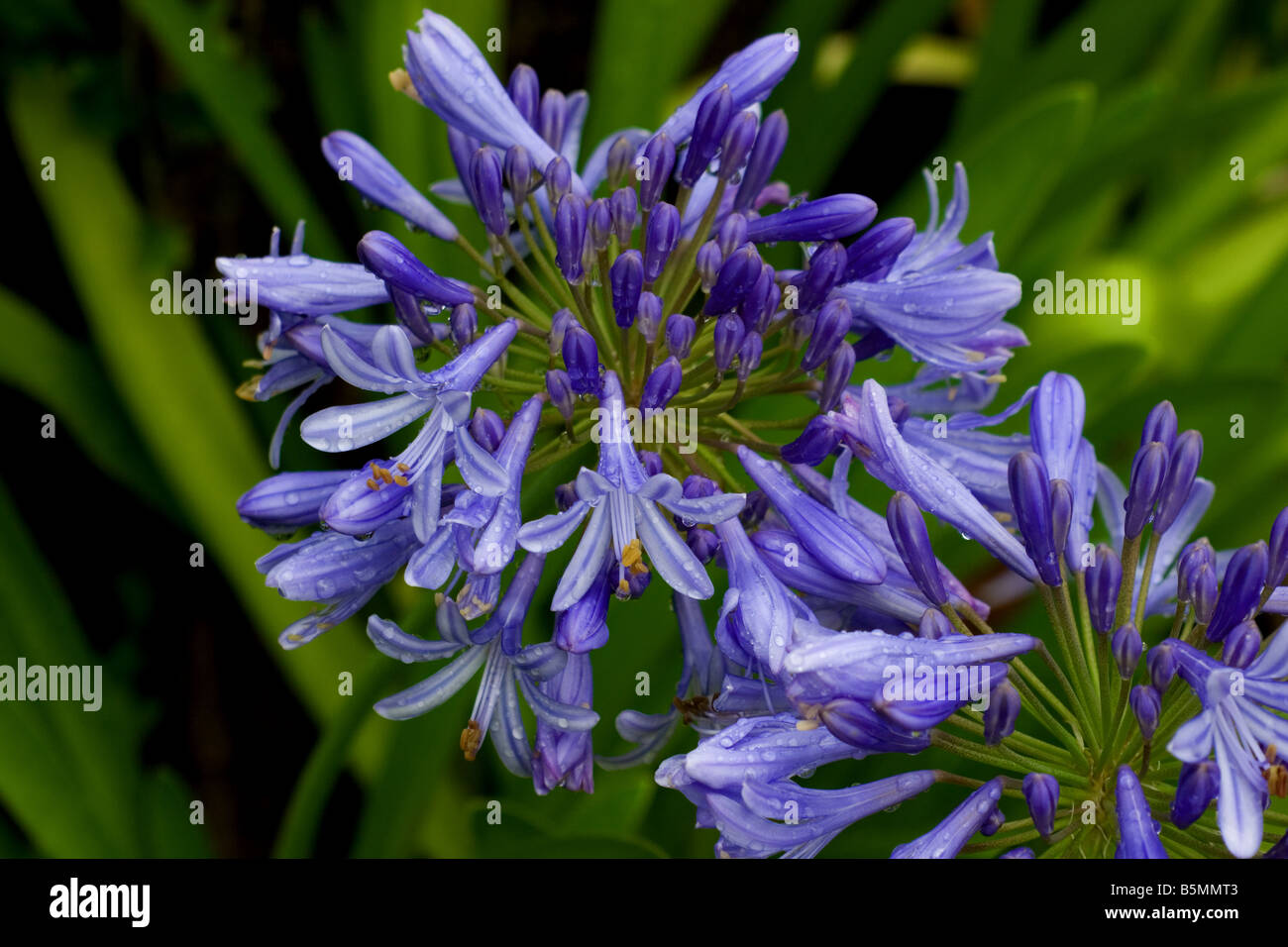 Agapanthus plant in bloom Stock Photo Alamy