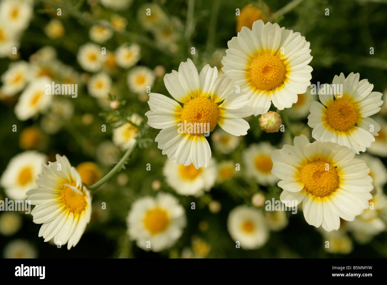 Field yellow daisy hi-res stock photography and images - Alamy