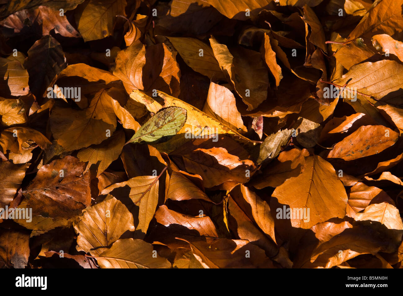 UK Cheshire autumn pile of fallen leaves Stock Photo