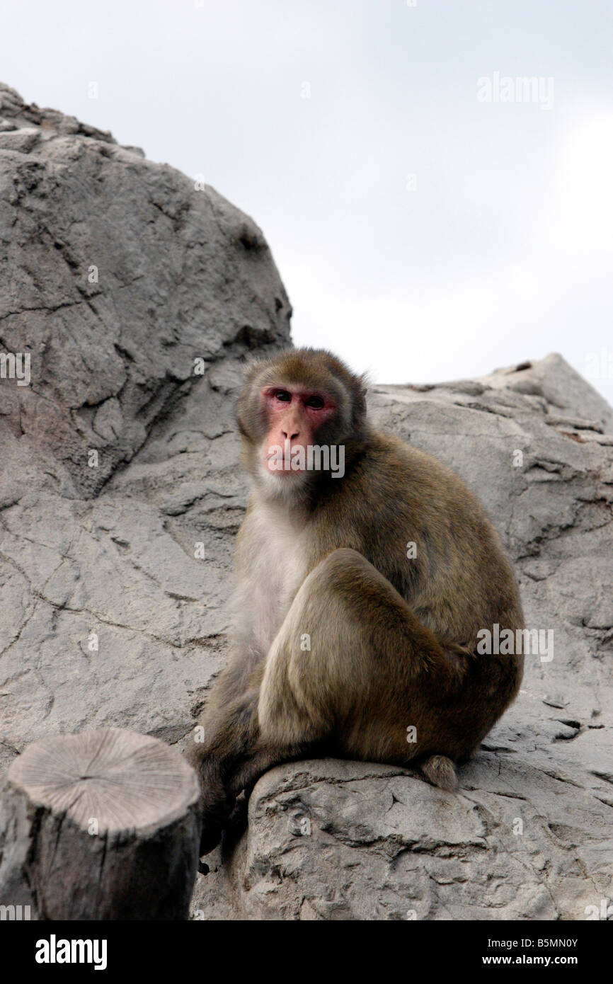 Japanese monkey hi-res stock photography and images - Alamy