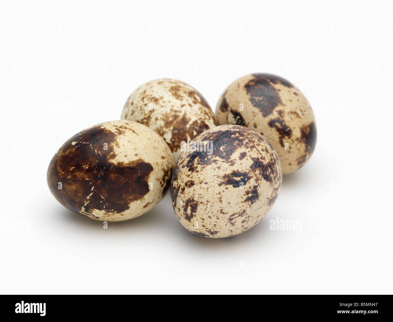 4 Quail's Eggs Stock Photo