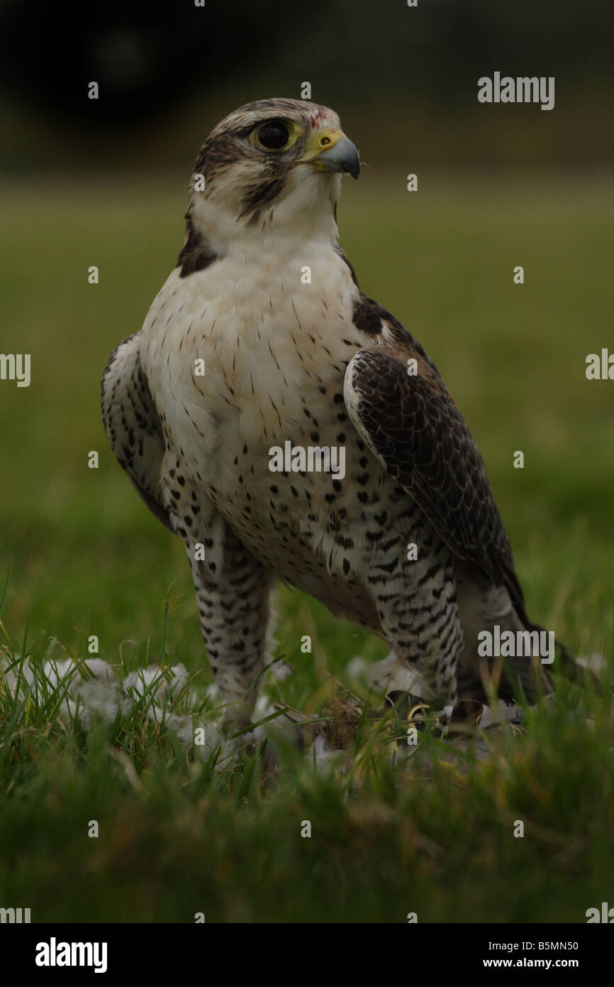 Portrait of a Captive Falcon Stock Photo