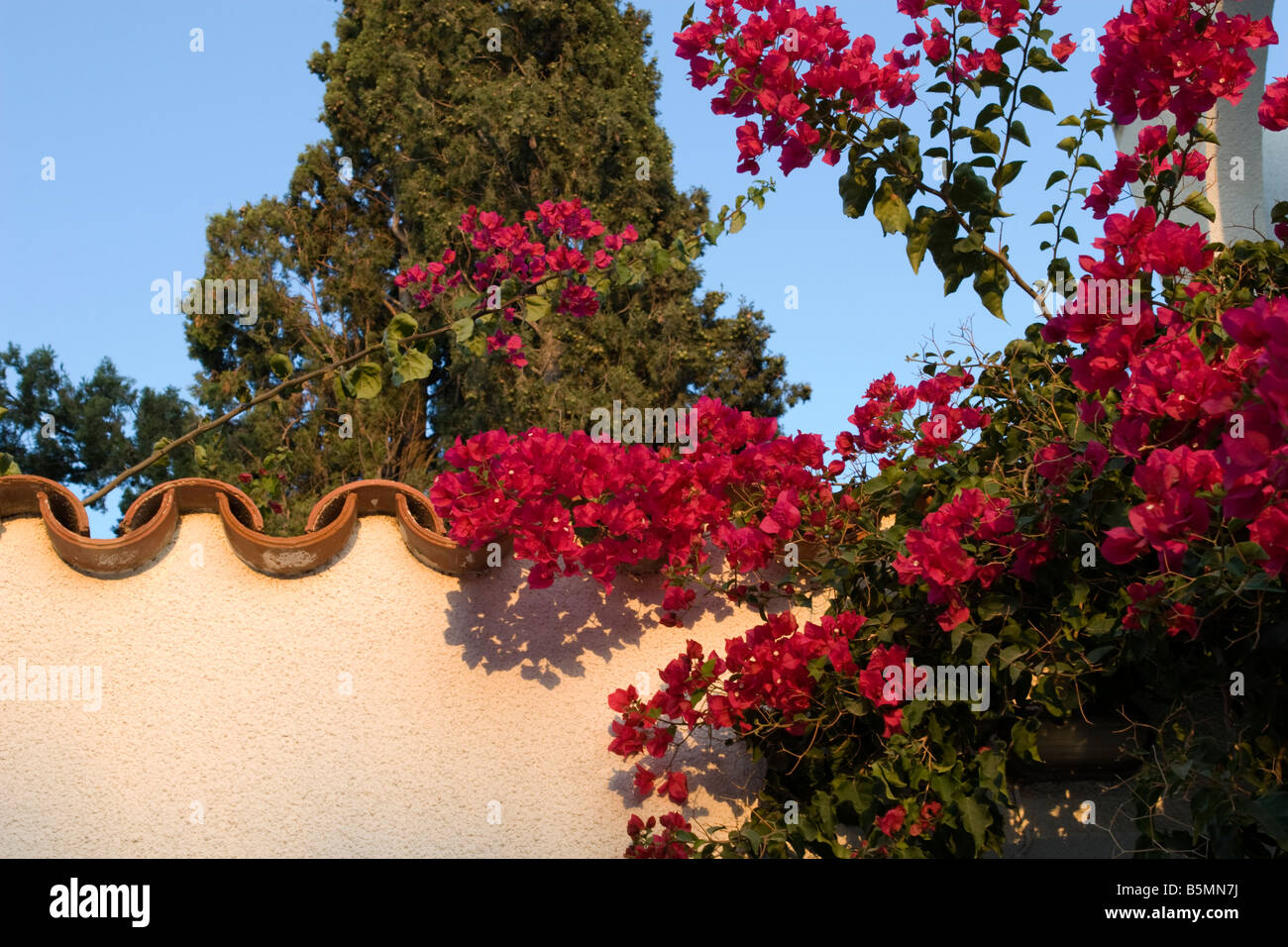 Branch growing over fence hi-res stock photography and images - Alamy