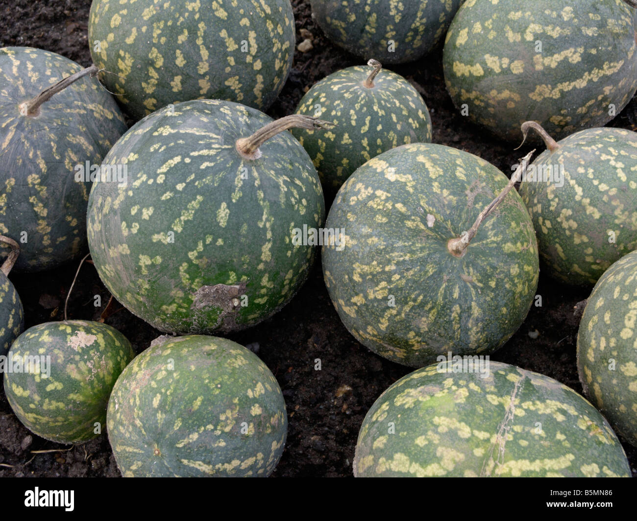 Colocynth (Citrullus colocynthis) Stock Photo