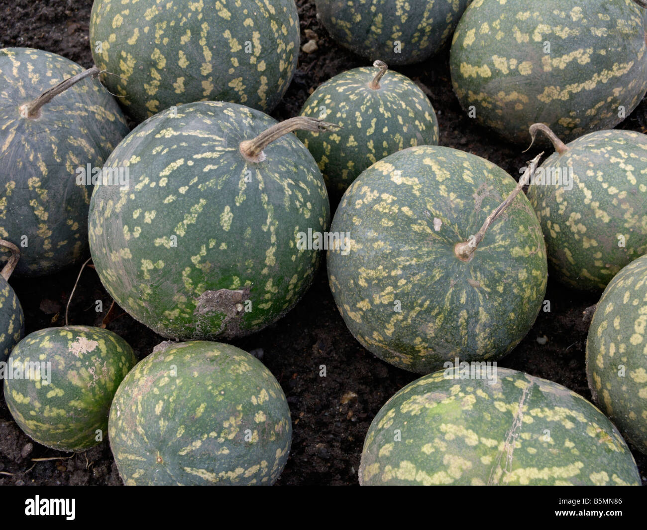 Colocynth fruits hi-res stock photography and images - Alamy