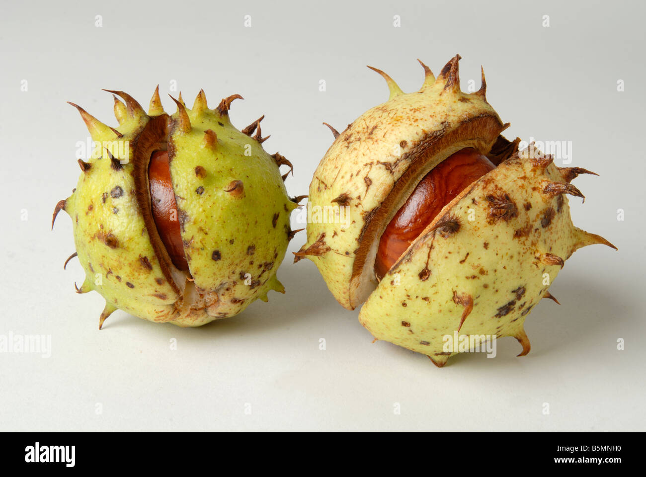 Conkers in shells hi-res stock photography and images - Alamy