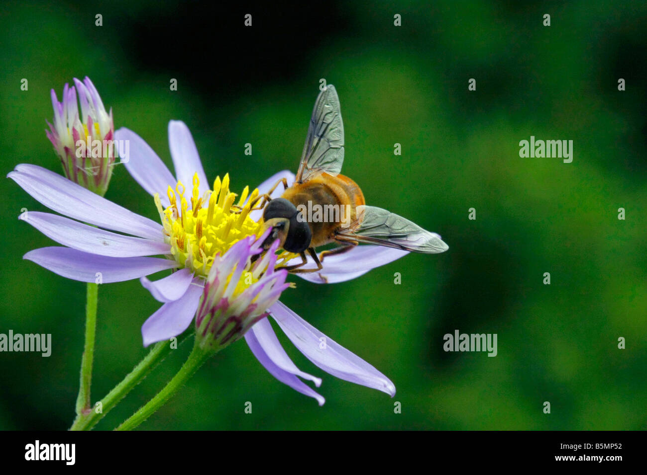 A bee on flowers Kanagawa Japan Stock Photo