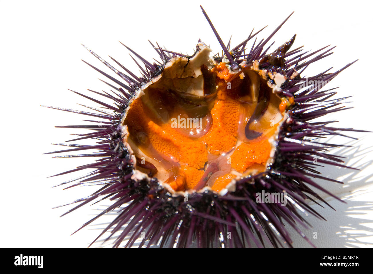 Inside urchin hi-res stock photography and images - Alamy
