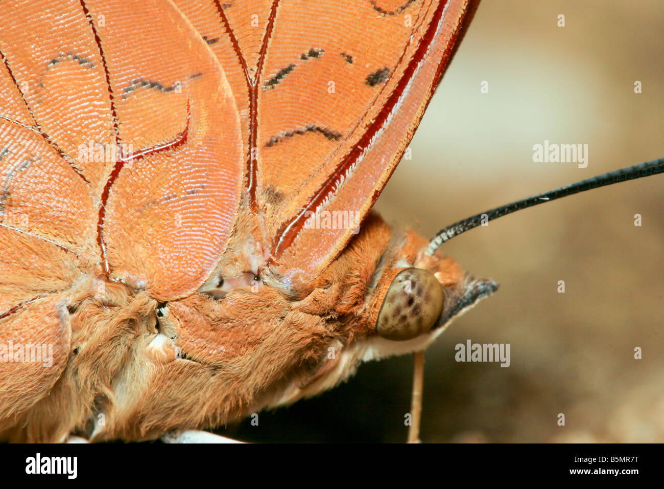 extreme closeup on diurnal butterfly head, lan sang national park, thailand Stock Photo