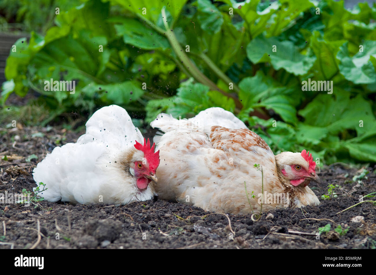 Two chickens or hens, a White Star and a Brown Amber, in the middle of a dirt bath. There are rhubarb plants behind them. Stock Photo