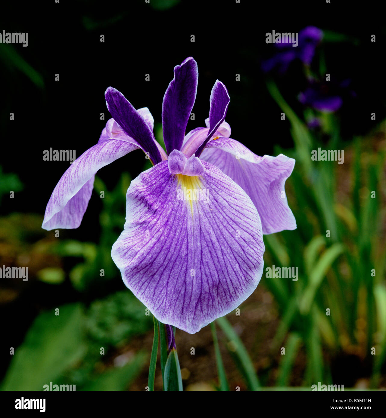 Japanese Iris ensata Forisode sugata Stock Photo